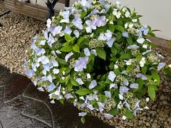 -南紀白浜 浜千鳥の湯 海舟