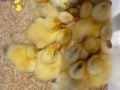 -怪兽屋·羊驼·猫咖·狗咖(俊华广场店)