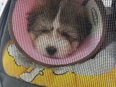 -汪喵宠物医院·骨科心脏影像·犬猫急重症ICU诊疗中心(成华分院)