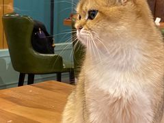 -猫小院猫主题餐厅(三里屯店)