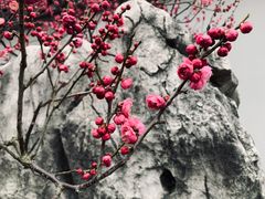 -无锡梅园公园