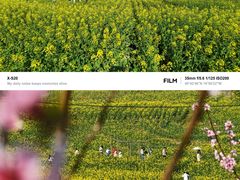 -桑洲油菜花景区