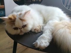 -东方名猫馆·英短金渐层布偶猫舍(环线广场1号楼店)