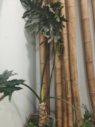 点击看大图 -苗方清颜·祛痘皮肤管理