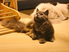-momokira米努特·德文卷毛猫·棉花面纱犬
