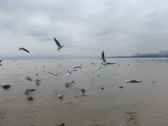 -深圳湾公园(南山区)