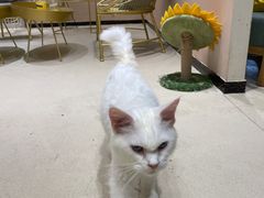 -藏猫猫咖啡主题馆(中央大道店)