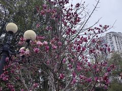 -洲头咀公园