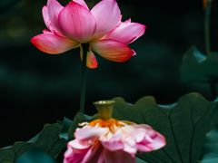 -陈家山荷花公园