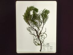 -济南植物园