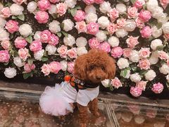 -百好乐宠物友好餐厅(朝外大街店)