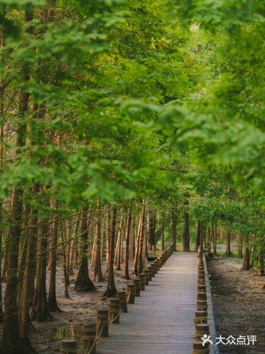 桤木河湿地公园图片