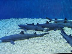 -华夏文旅海洋公园