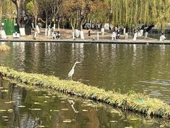 -翠湖公园