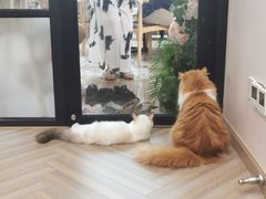 -酷豆宠物咖啡·宠物美食·撸猫馆