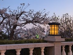 -青岛海景花园大酒店·白果树餐厅青岛菜