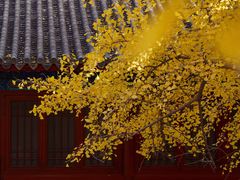 -大觉寺-停车场