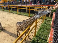 -西霞口神雕山野生动物世界