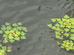 -高子水居