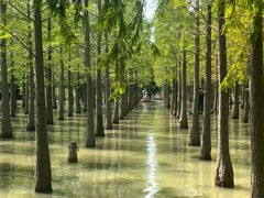 -泗洪洪泽湖湿地景区