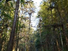 -杭州半山国家森林公园