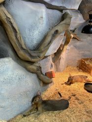 -Zoolung Zoolung动物主题公园(海信广场店)