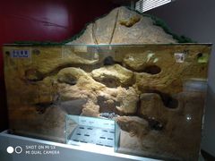 -上海昆虫博物馆