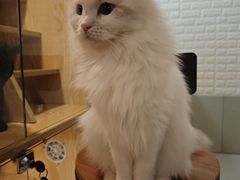 -平行世界·猫咖(首经贸店)