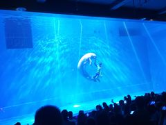 -芜湖新华联大白鲸海洋公园