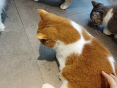 -飞行喵MR PILOT|猫舍·猫咖(静安大融城店)