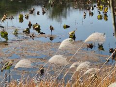 -泗洪洪泽湖湿地景区