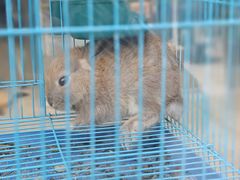 -狗不理喵子(百富路店)