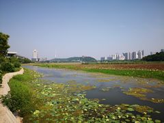 -月湖风景区