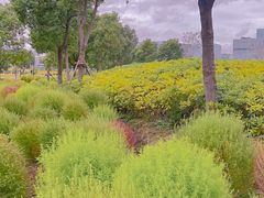 -春花秋色城市公园