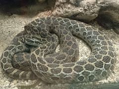 -林肯公园动物园