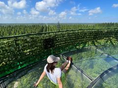 -黄海国家森林公园