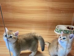 -猫十亿·布偶金渐层·曼基康矮脚猫舍(青年路店)