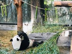 -上海野生动物园老虎餐厅