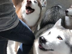 -TrueLove @ Neverland (Husky Cafe)