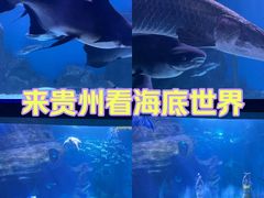 -多彩贵州城极地海洋世界