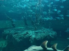 -香港海洋公园