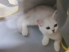 -佳雯宠物医院·皮肤科·内外科(春晓路分院)