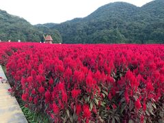 -广州市石门国家森林公园