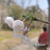 名字叫染井吉野樱的吧，公园里就是这种，粉色的居多