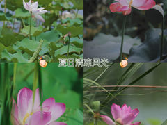 -桂溪生态公园