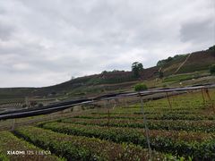 -龙坞茶村