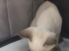 -联合动物医院(光谷诊疗中心)