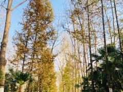 -合肥滨湖国家森林公园