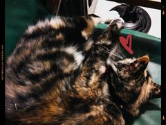 -猫色咖啡·猫咖