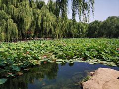 -阿尔丁植物园